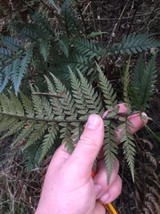 Polystichum neozelandicum neozelandicum