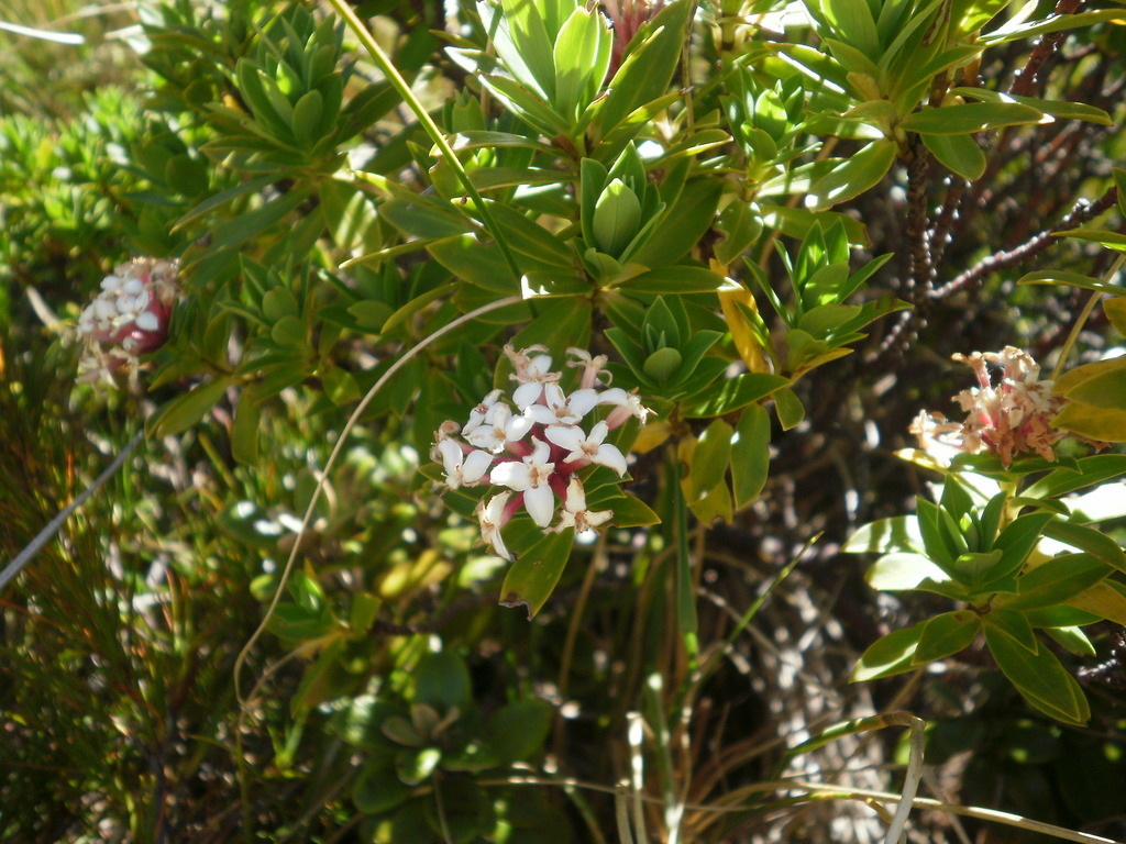 tāranga