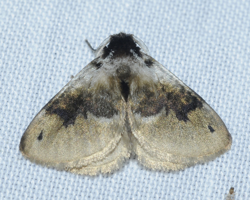 Megalopyge obscura