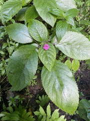 Chrysothemis melittifolia