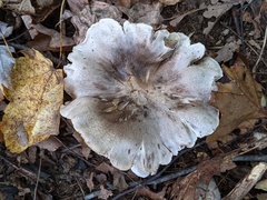 Tricholoma pullum