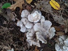 Tricholoma pullum