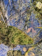 Utricularia gibba image