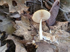 Marasmius strictipes