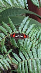 Heliconius telesiphe