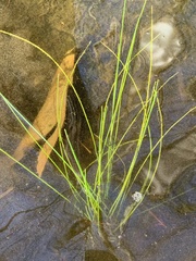 Eleocharis cellulosa