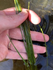 Eleocharis cellulosa