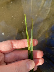Eleocharis cellulosa