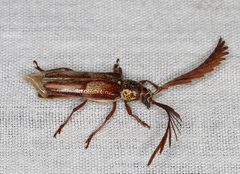 Piesarthrius marginellus