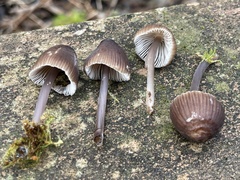 Mycena silvae-nigrae