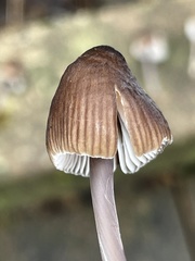 Mycena silvae-nigrae
