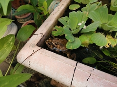 Duttaphrynus melanostictus