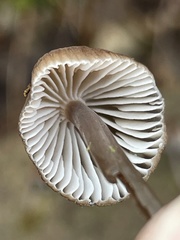 Mycena silvae-nigrae