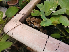 Duttaphrynus melanostictus