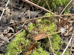 Mycena silvae-nigrae