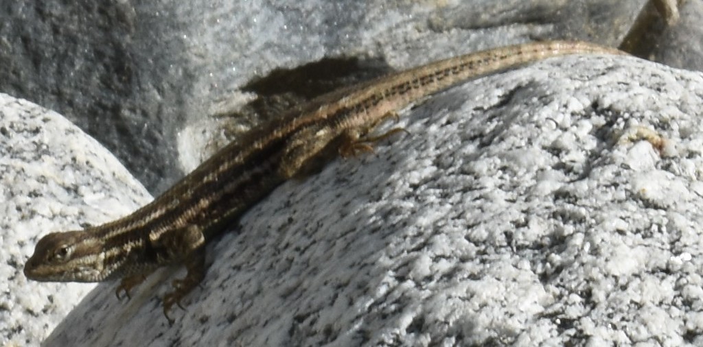 Northern Sagebrush Lizard
