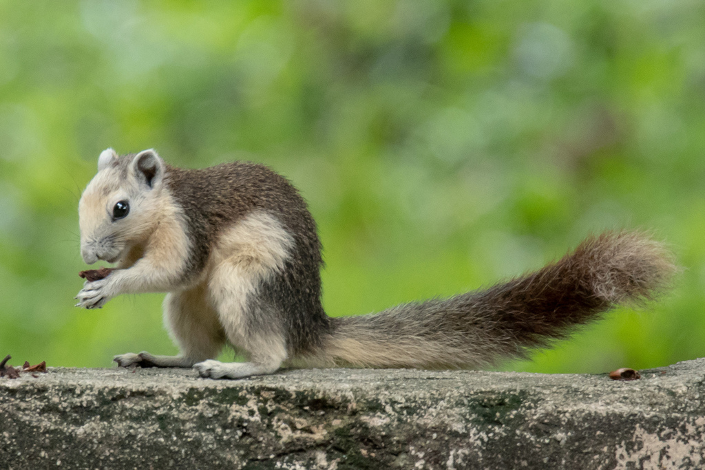 Beautiful Squirrels