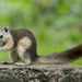 Beautiful Squirrels - Photo (c) Bronze Cheung Kwok Yee, some rights reserved (CC BY-NC), uploaded by Bronze Cheung Kwok Yee
