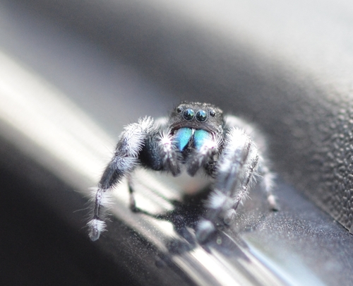 Bold Jumping Spider photographed in Florida