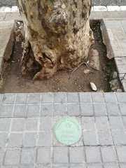 Platanus × hispanica