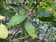 Palicourea crocea