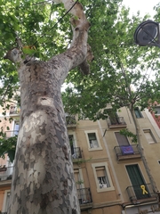 Platanus × hispanica