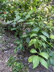 Palicourea crocea