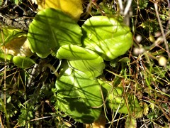 Primula clevelandii gracilis