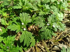 Glandularia quadrangulata