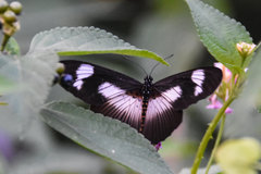 Pseudacraea
