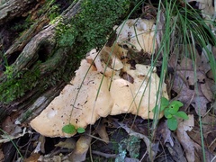 Hydnum subolympicum