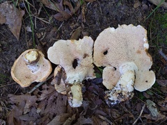 Hydnum subolympicum