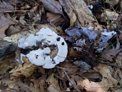 Phellodon niger alboniger