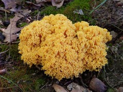 Ramaria divaricata