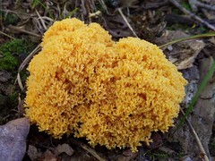 Ramaria divaricata