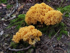 Ramaria divaricata