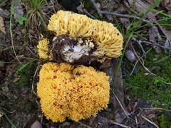 Ramaria divaricata