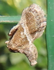 Halseyia rectifascia