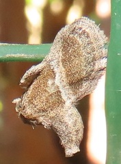 Halseyia rectifascia