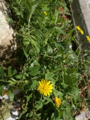 Asteraceae