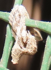 Halseyia rectifascia