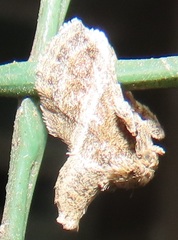 Halseyia rectifascia