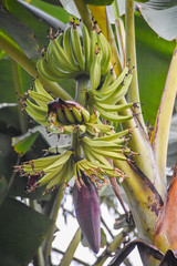 Musa