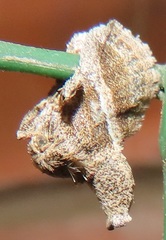 Halseyia rectifascia