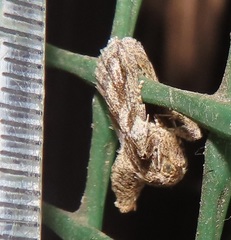 Halseyia rectifascia