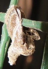 Halseyia rectifascia