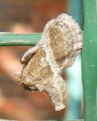 Halseyia rectifascia