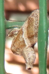 Halseyia rectifascia