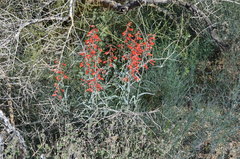 Penstemon subulatus
