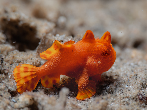 Photo of Painted frogfish (Antennarius pictus)